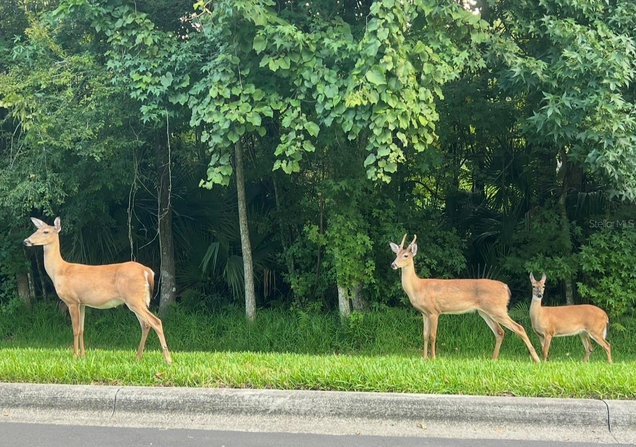 CELEBRATION EAST VILLAGE UNIT 3 - Residential Lease