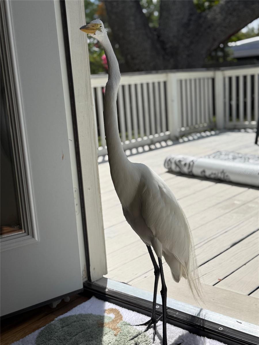 VIRGINIA PARK - Residential