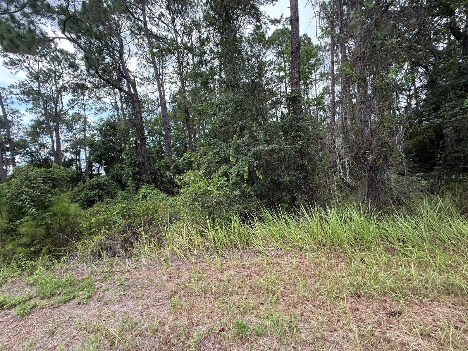 Discover the perfect opportunity to own 0.24 acres of vacant land in the growing Silver Springs Shores community. Nestled in a quiet, residential area with paved road access and no HOA, you’ll enjoy the peace of country-style living just minutes from Ocala’s shops, restaurants, and schools. Whether you're ready to build now or invest for the future, this lot is priced to sell and offers fantastic potential. Don’t miss this rare opportunity to own a large lot in one of Marion County’s most desirable up-and-coming areas. For directional purposes use 39 locust pl