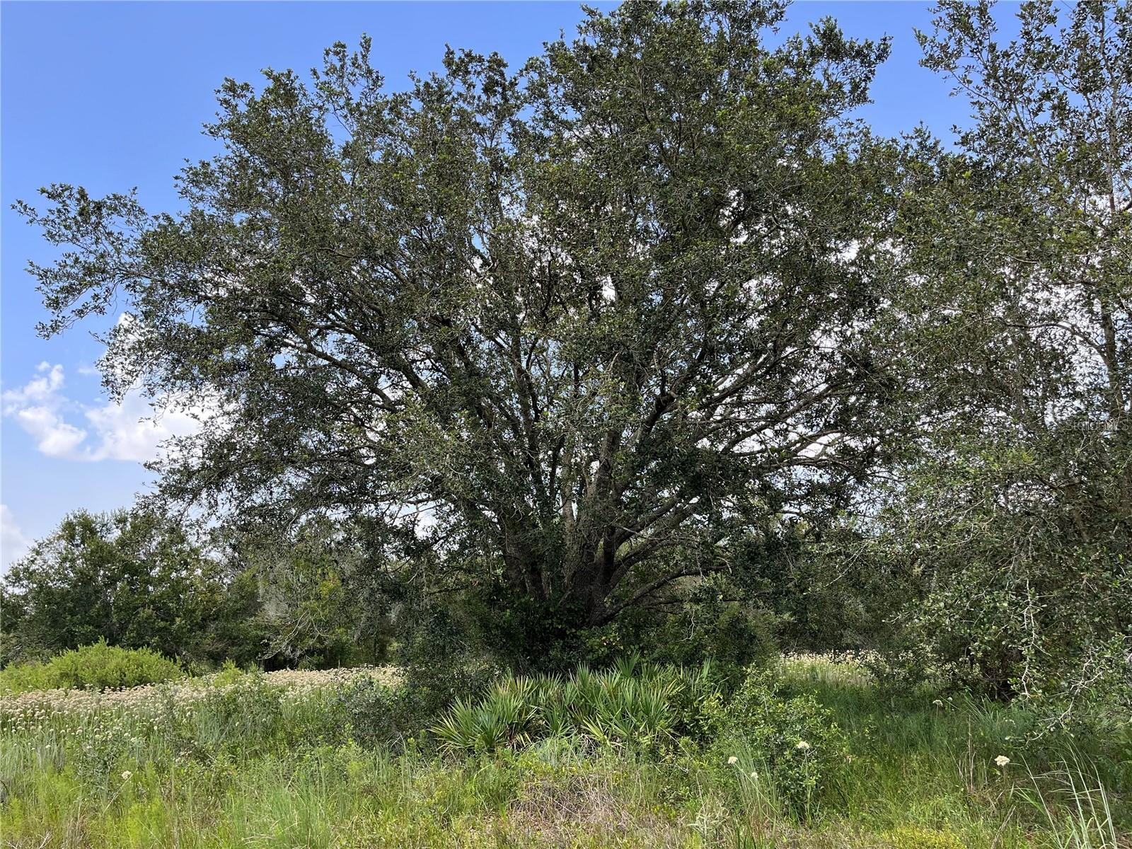 SOUTHERN COLONIZATION CO - Land