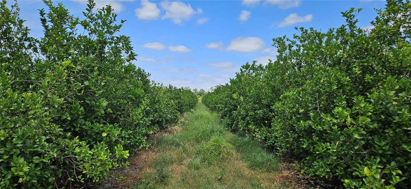 ORANGE AVENUE