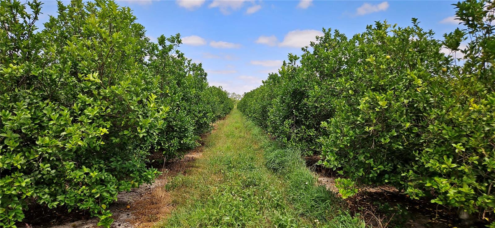 ORANGE AVENUE