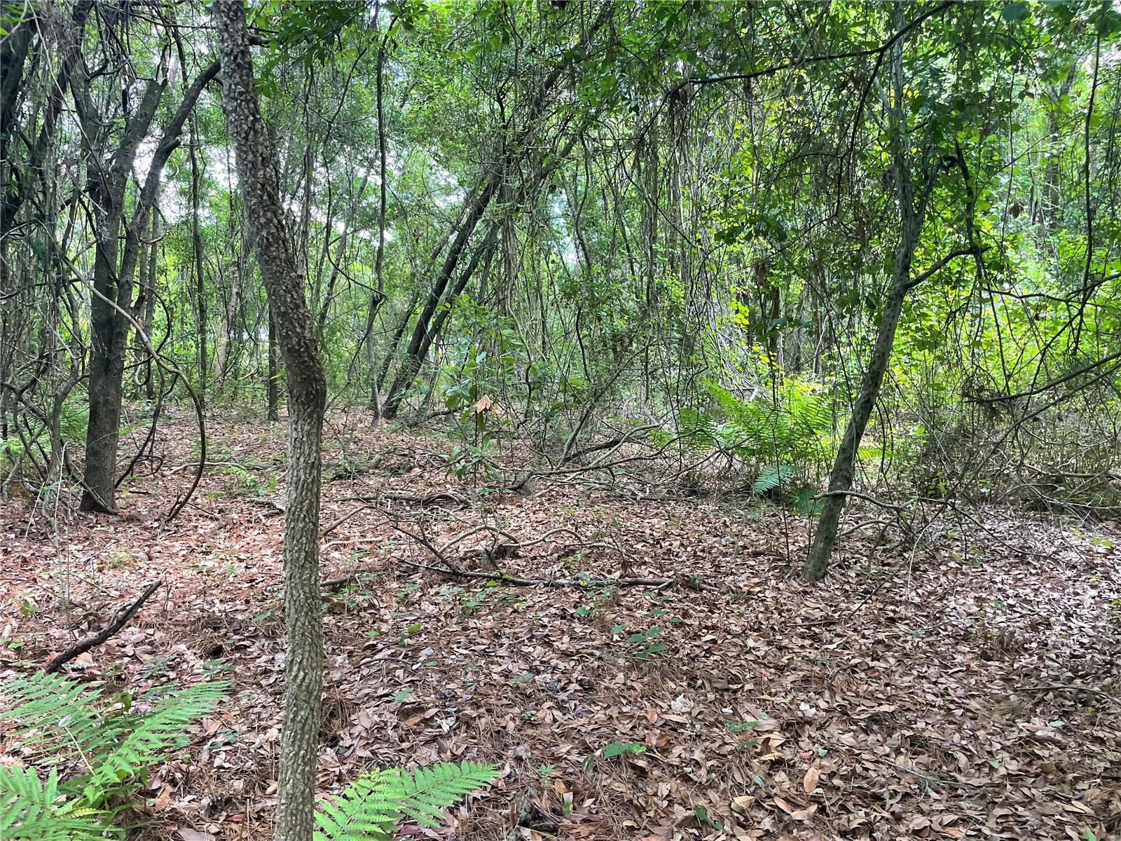 WADSWORTH & JOHNSON - Land