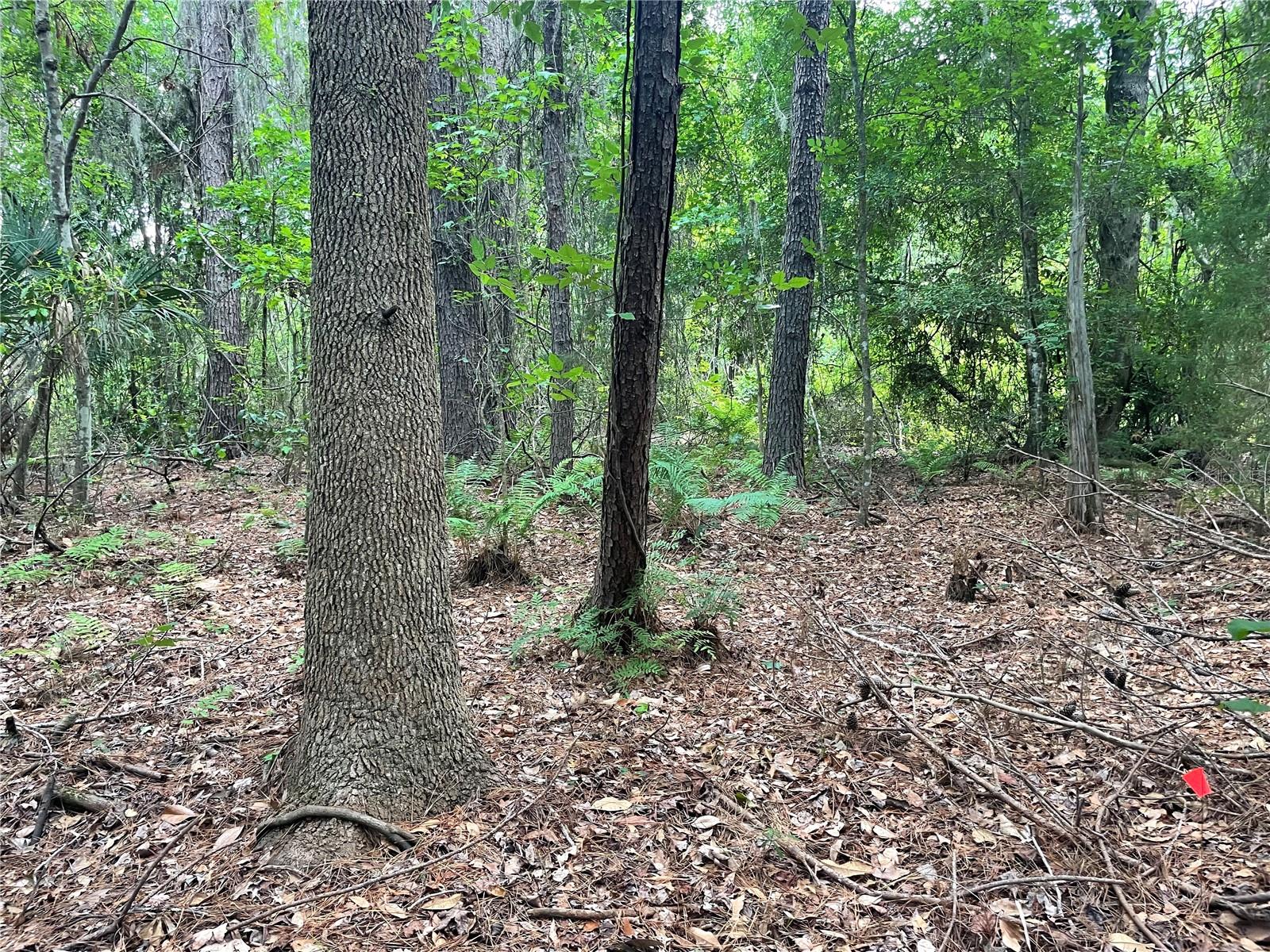 WADSWORTH & JOHNSON - Land