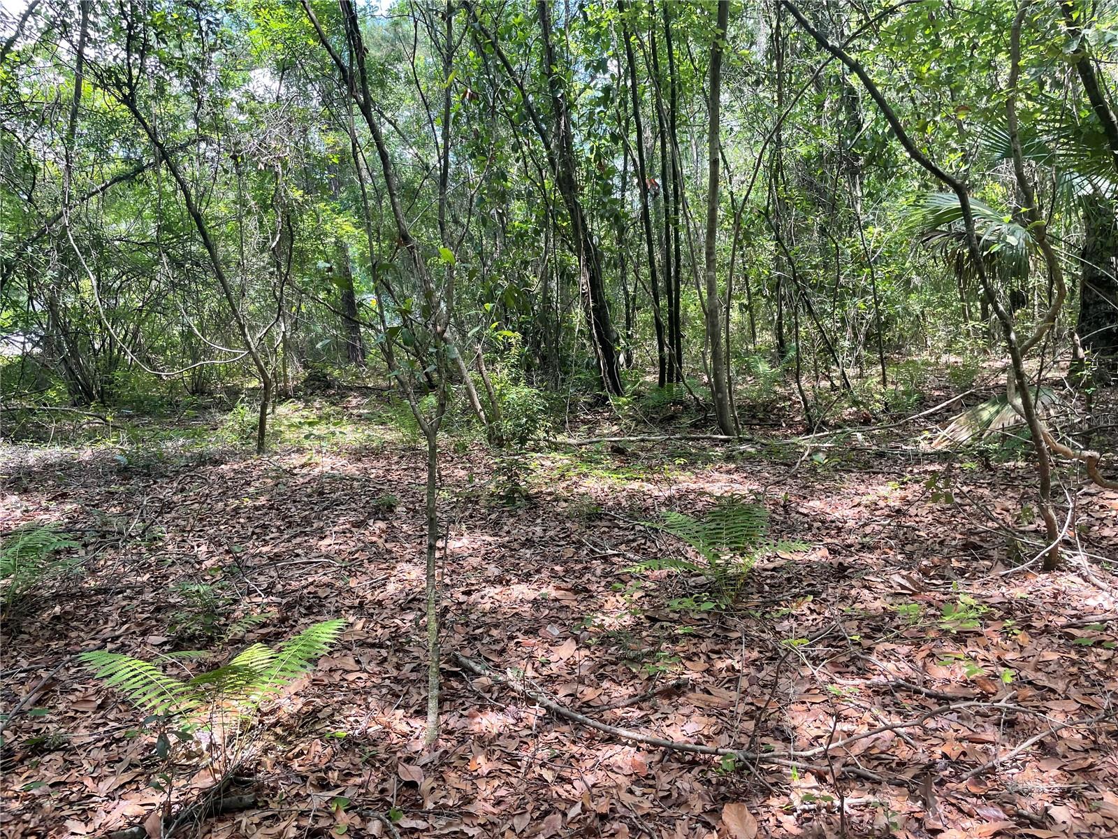 WADSWORTH & JOHNSON - Land