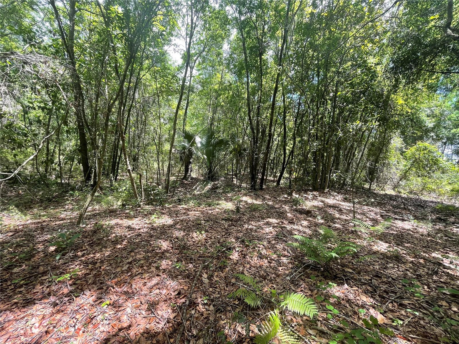 WADSWORTH & JOHNSON - Land