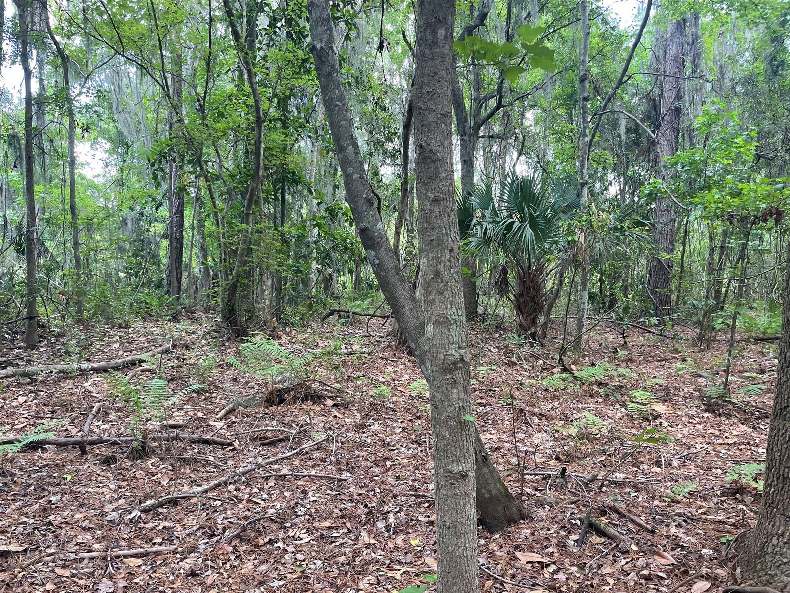 WADSWORTH & JOHNSON - Land