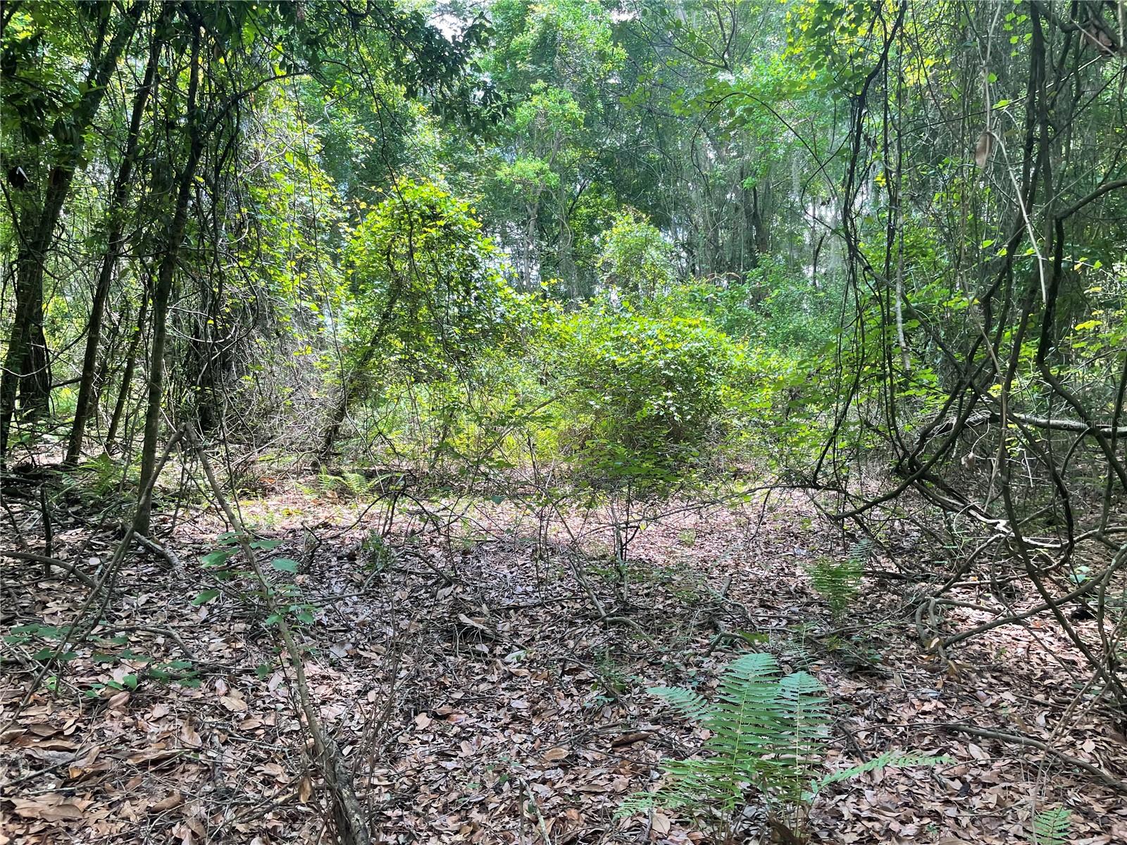 WADSWORTH & JOHNSON - Land