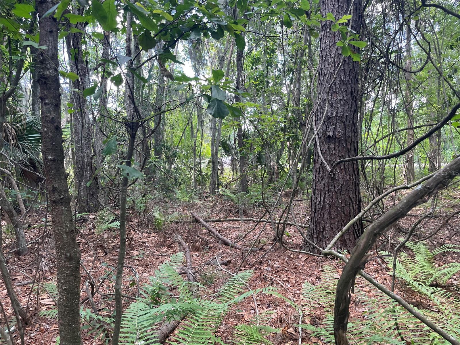 WADSWORTH & JOHNSON - Land