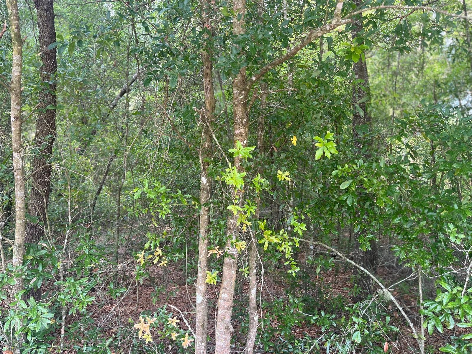 UNIT 2 SPRING RIDGE SUB - Land