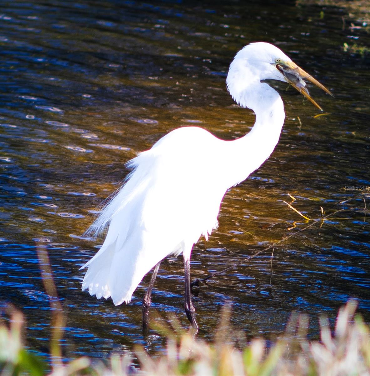 SHORELINE TERRACES II AT PERICO BAY 1&2 - Residential