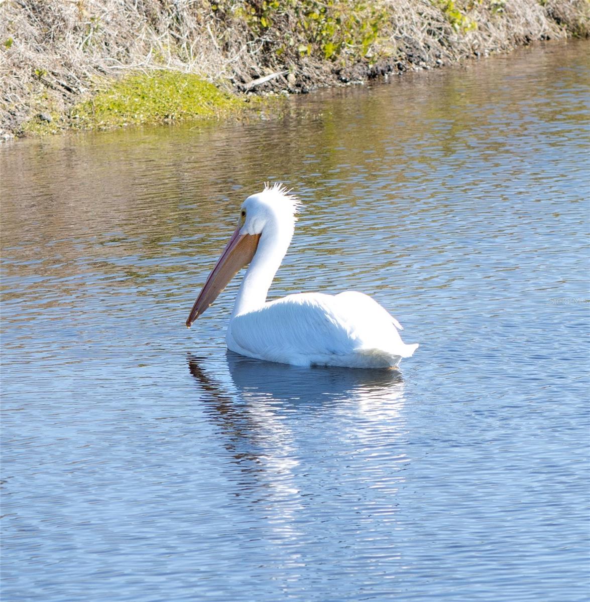 SHORELINE TERRACES II AT PERICO BAY 1&2 - Residential
