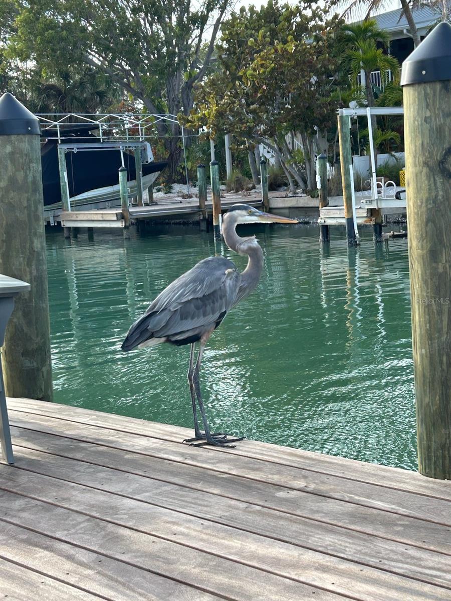 CHADWICK RESUB - Residential