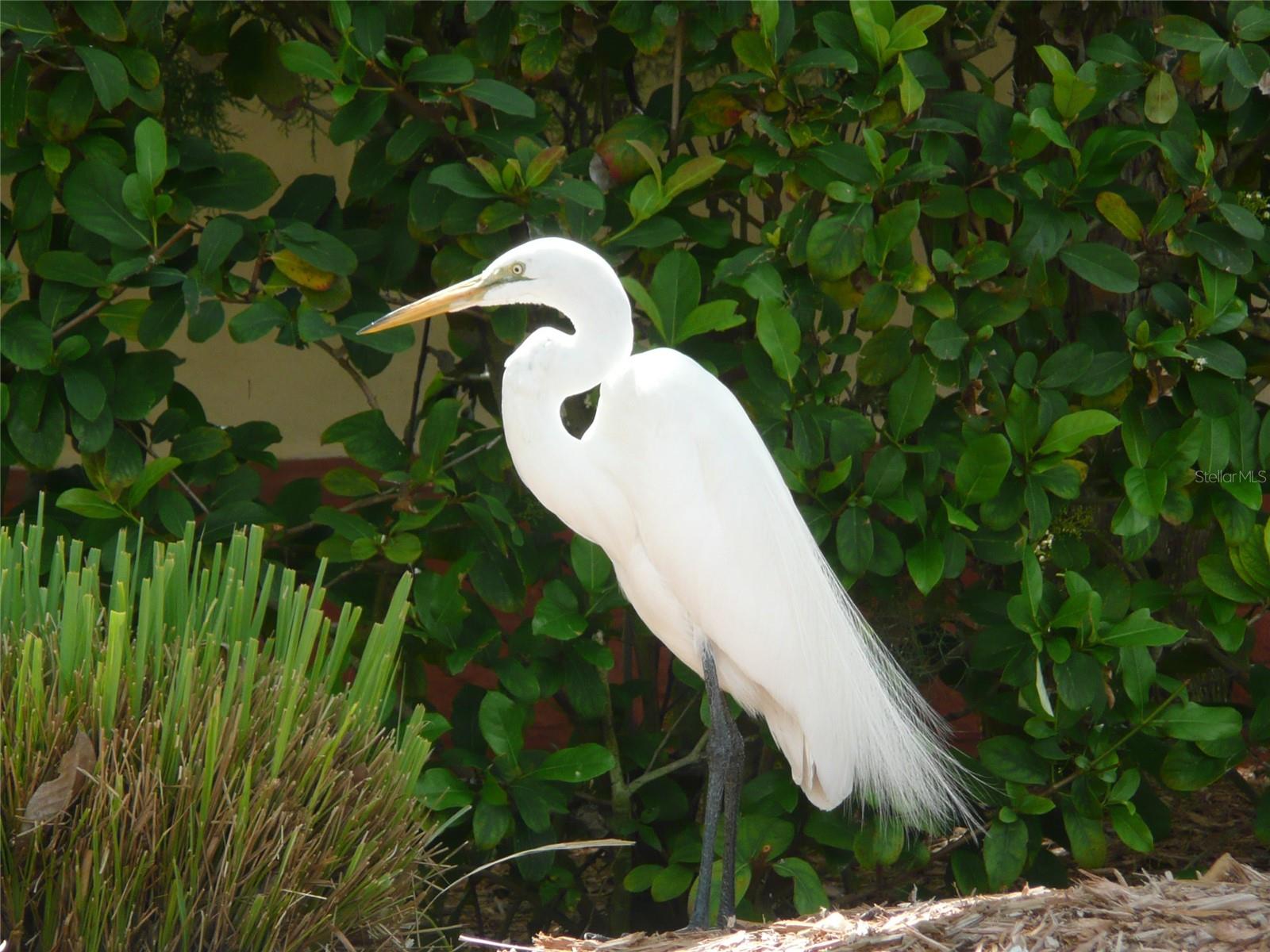 SAINT ARMANDS DIV JOHN RINGLING ESTATES - Land