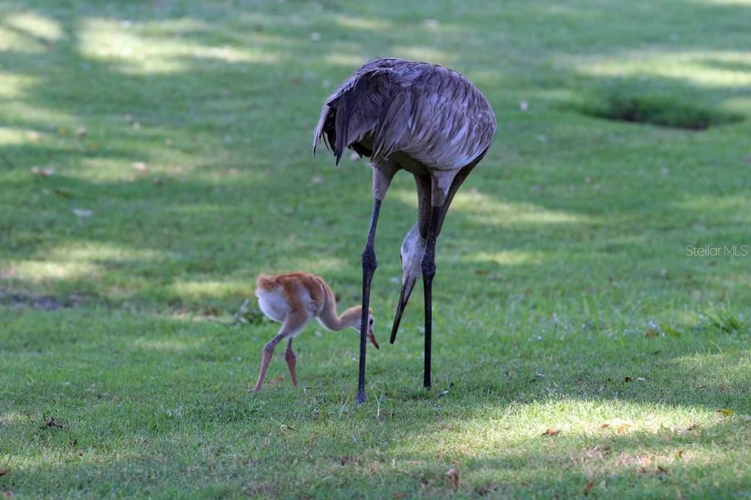 GULF WIND - Residential