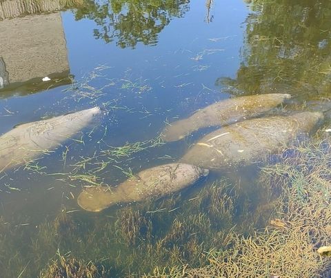 A home in WEEKI WACHEE