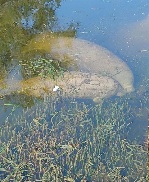 A home in WEEKI WACHEE