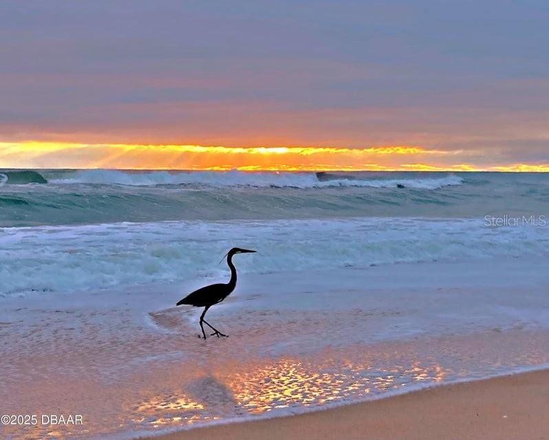 ORMOND BEACH SURFSIDE CLUB NORTH & SOUTH CONDO - Residential