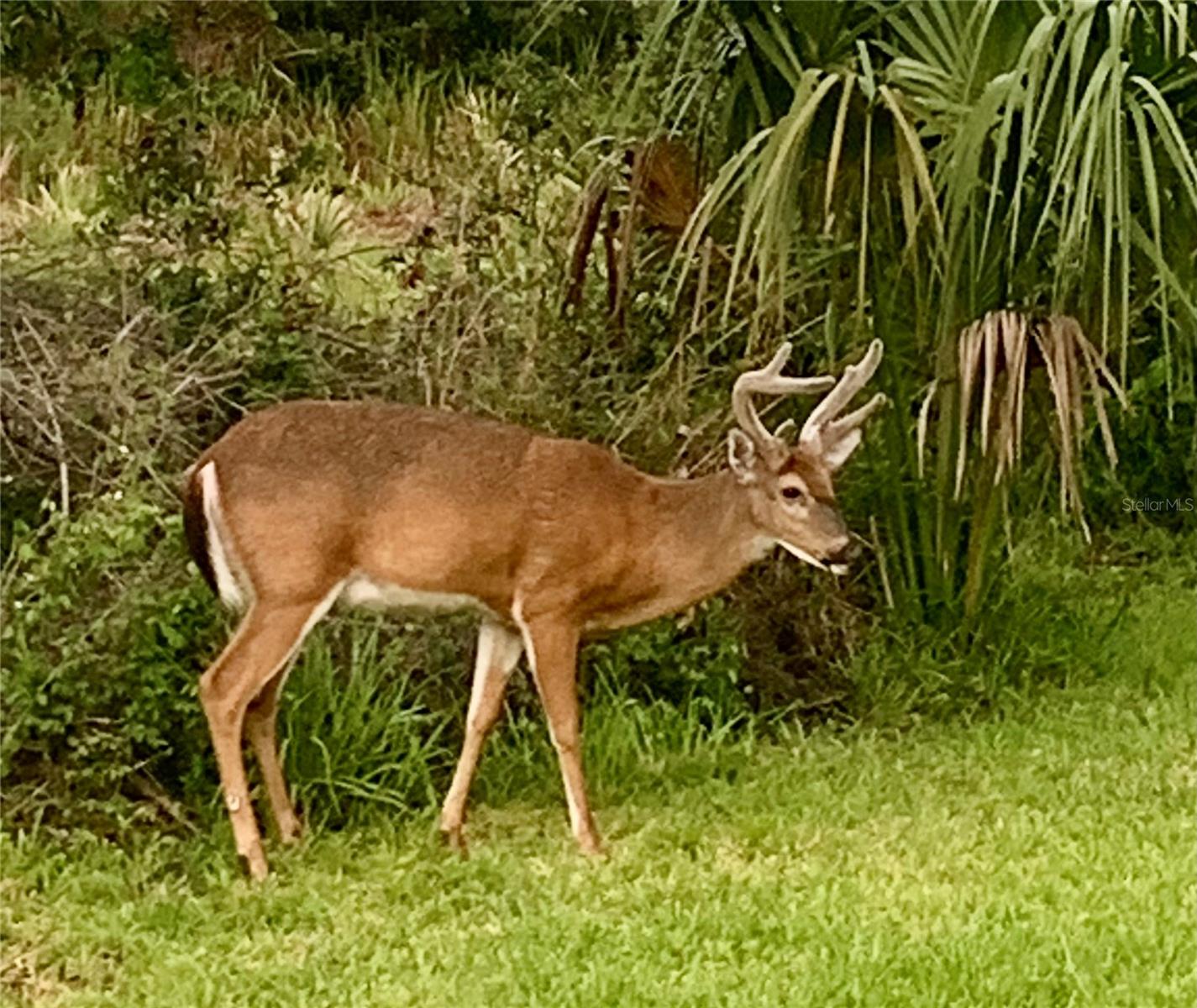 HALIFAX PLANTATION PH 4 SEC O - Residential