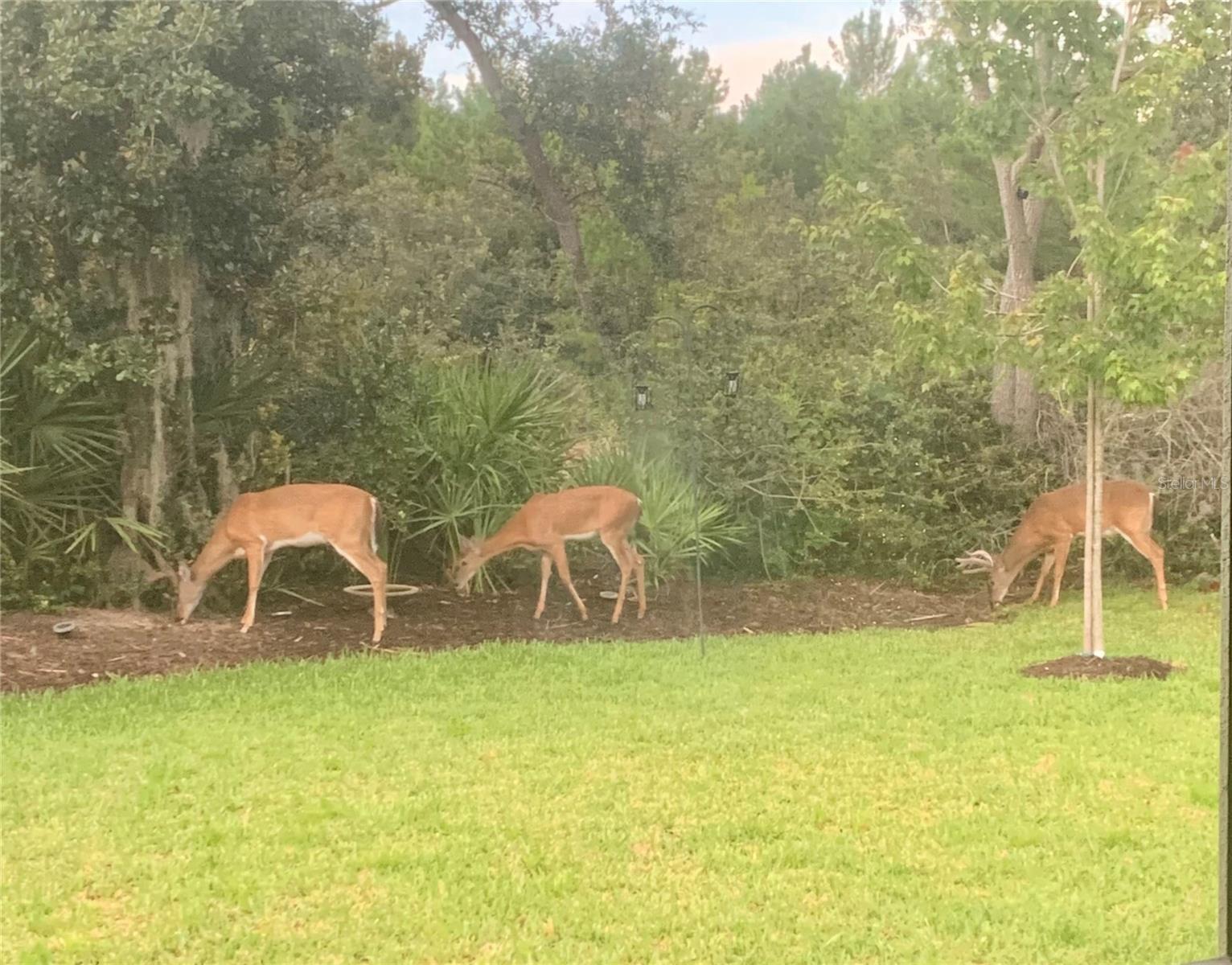 HALIFAX PLANTATION PH 4 SEC O - Residential