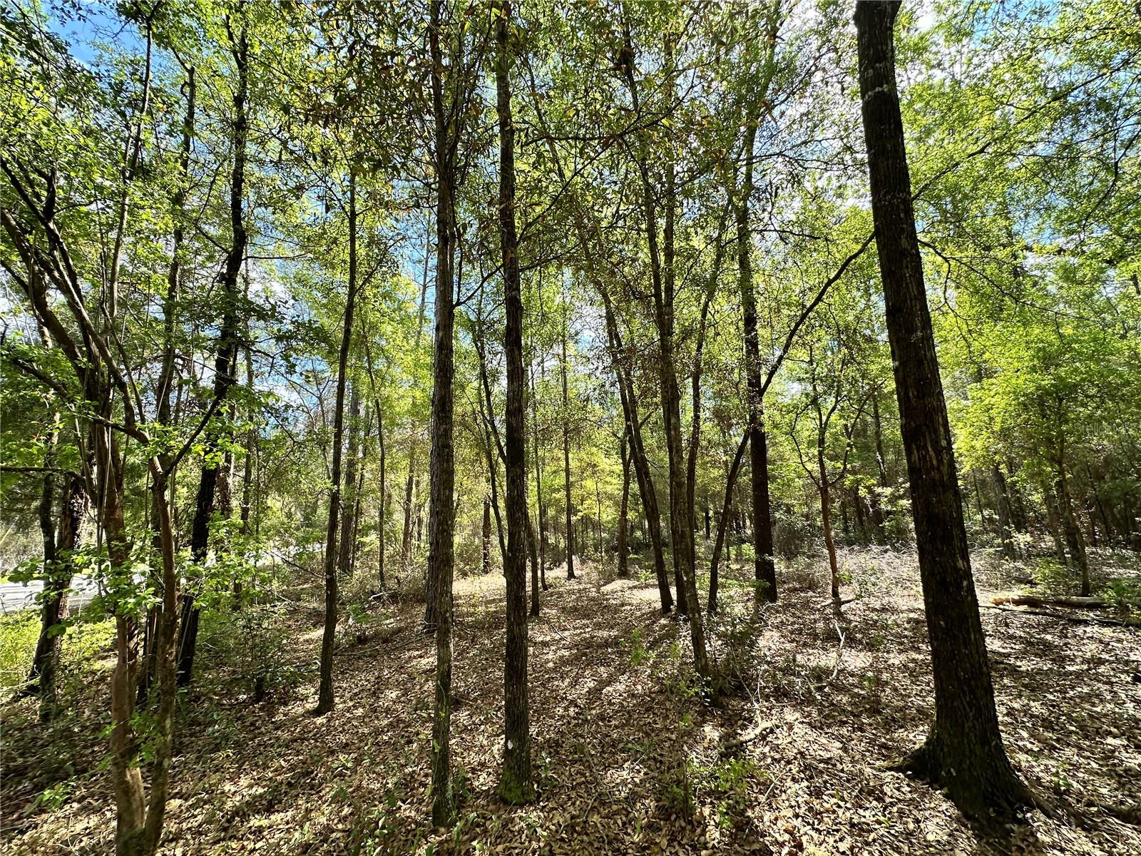 4TH ADD TO BRONSON HEIGHTS - Land