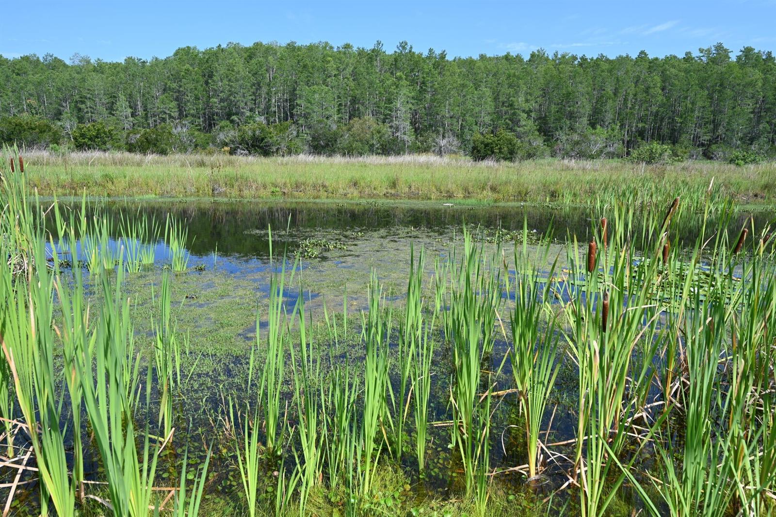 COVE/STOREY LAKE IV - Residential