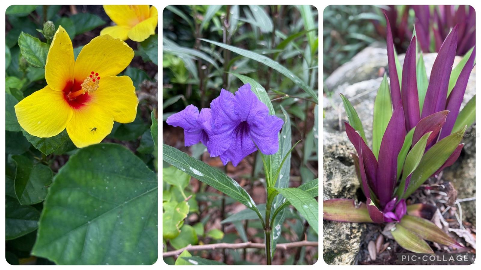 BISHOPSCOURT AT THE OAKS PRESERVE - Residential