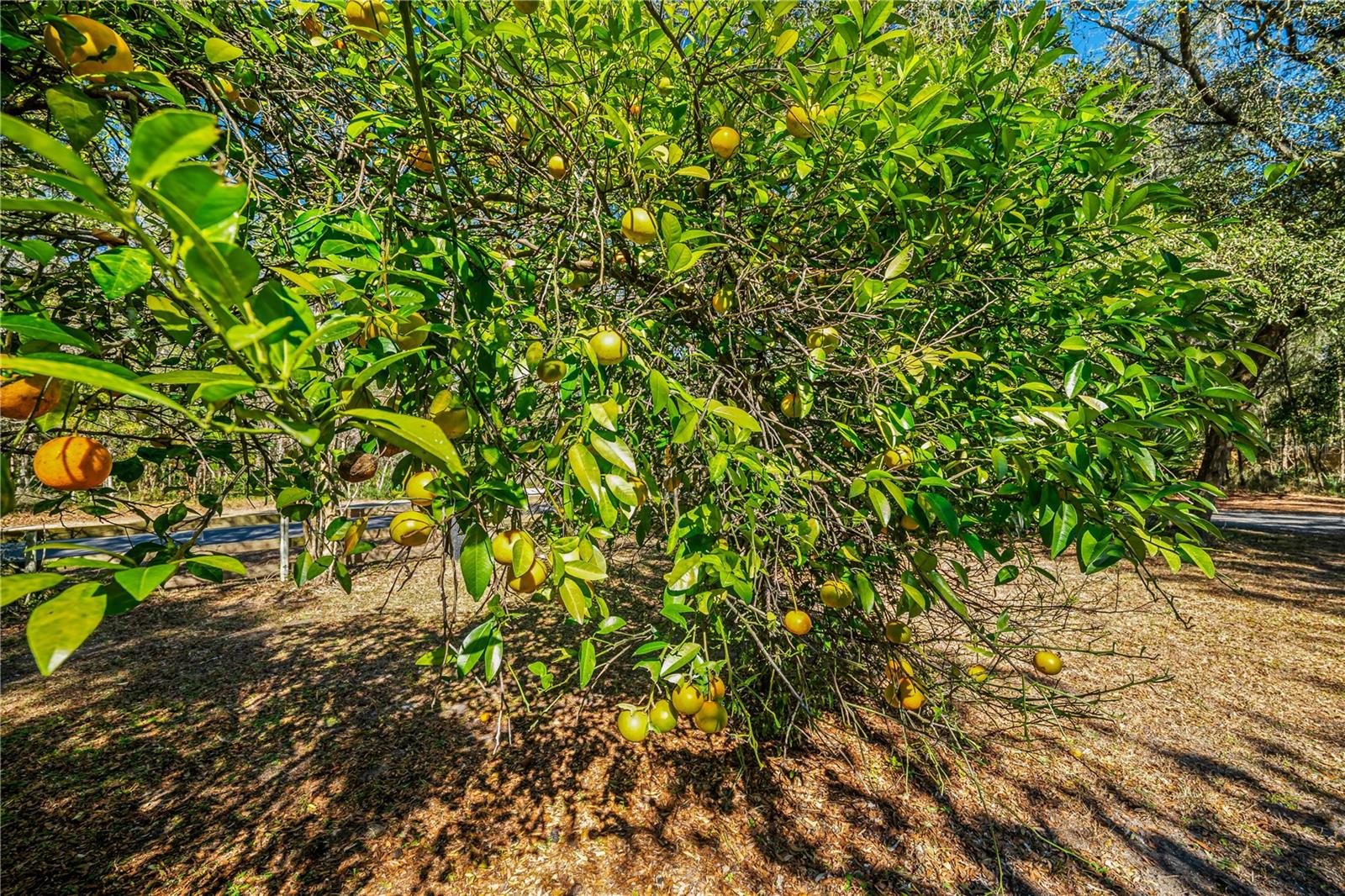 VAILL POINT TERRACE - Residential