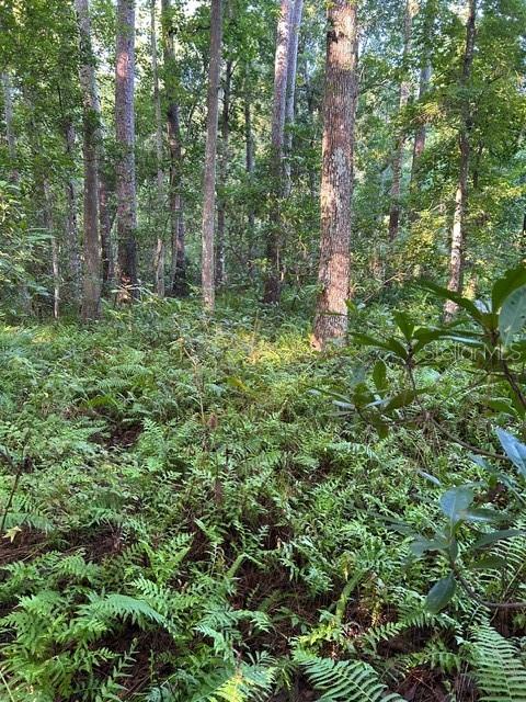 EUREKA HAMMOCK - Land