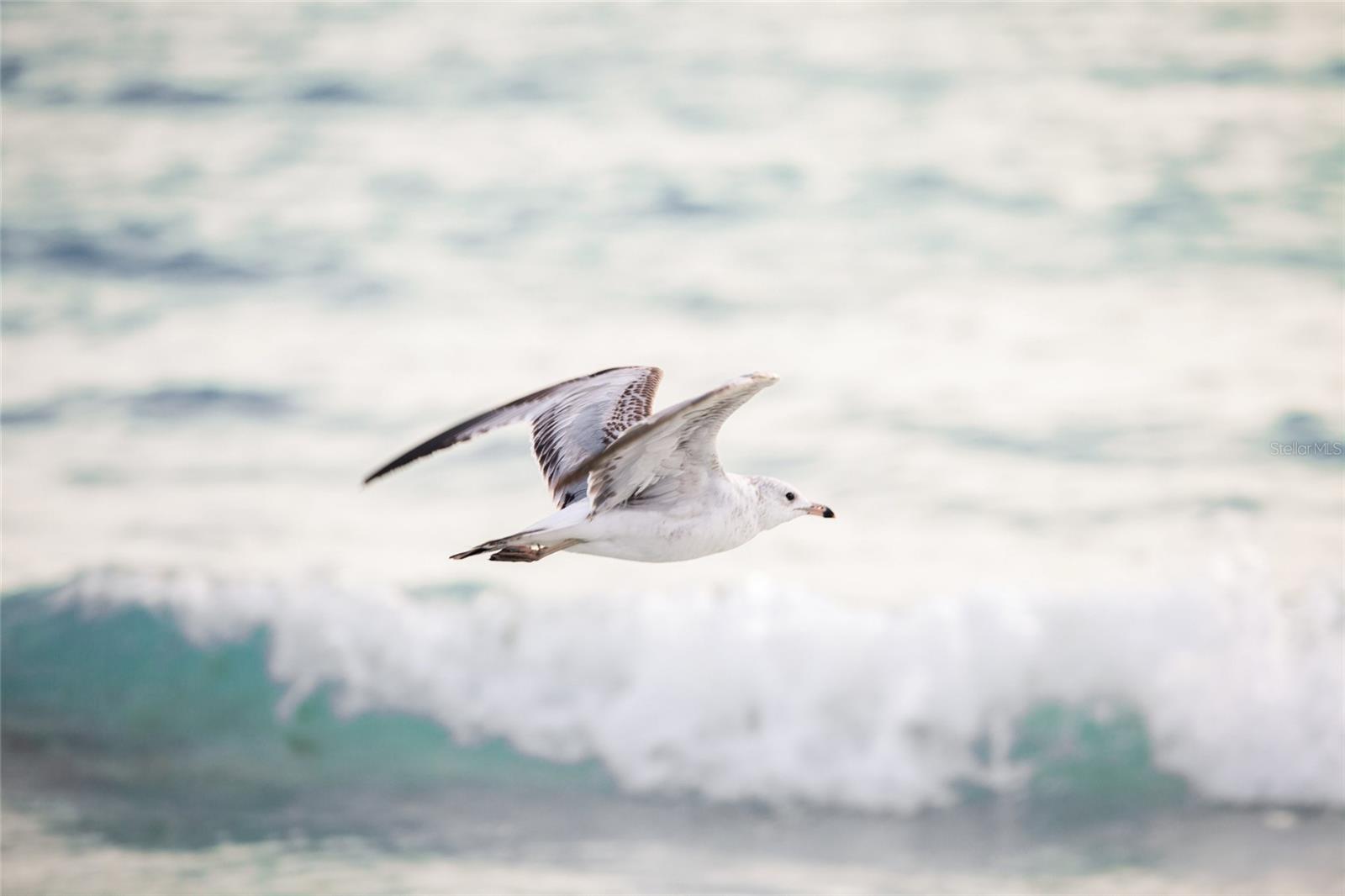 SIESTA COVE SUB - Residential