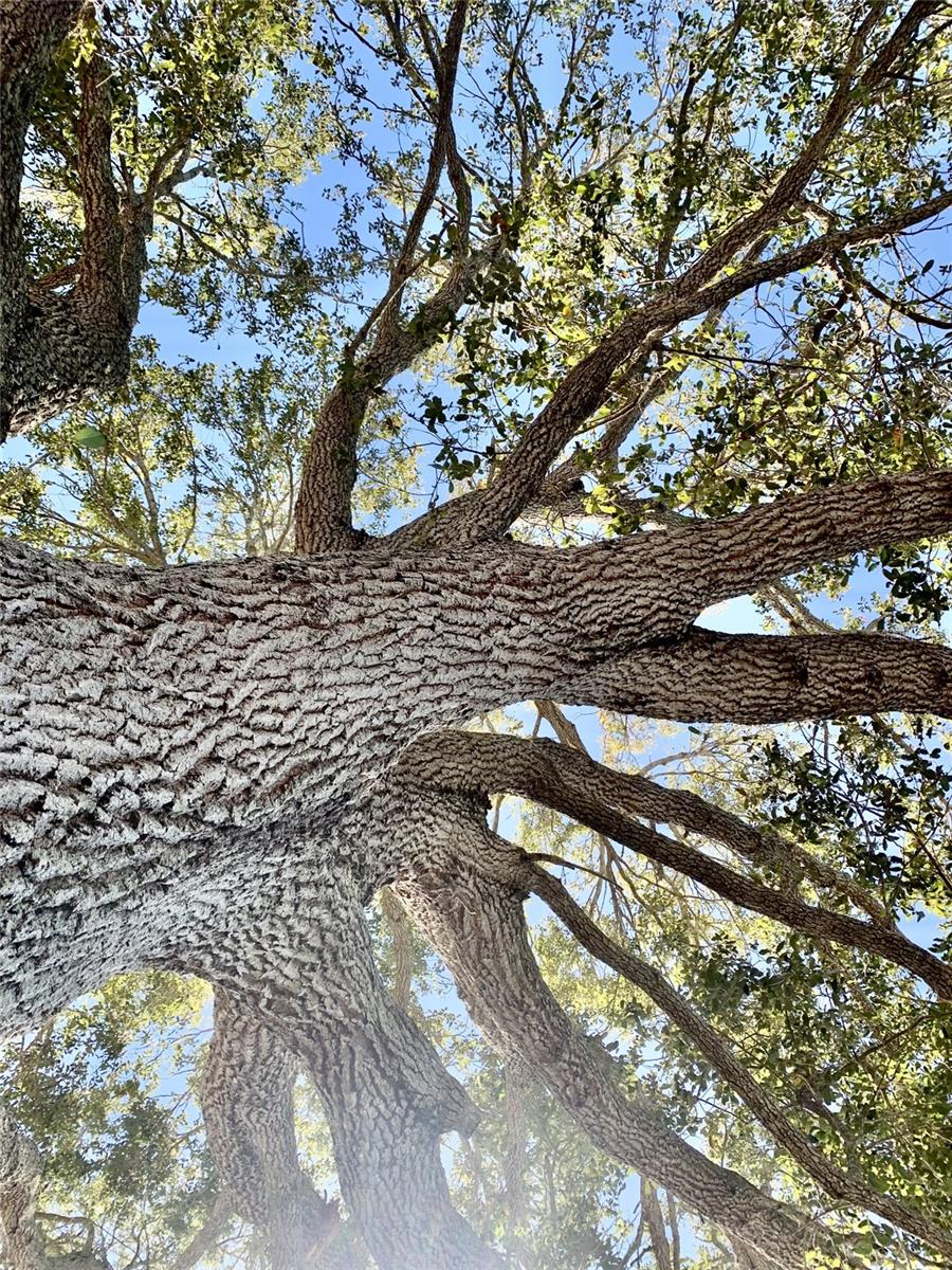 TROPICAL HIGHLANDS AMD - Residential