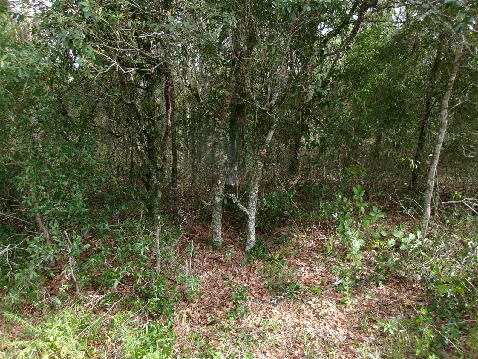 Lot 3 SW NECTARINE LANE
