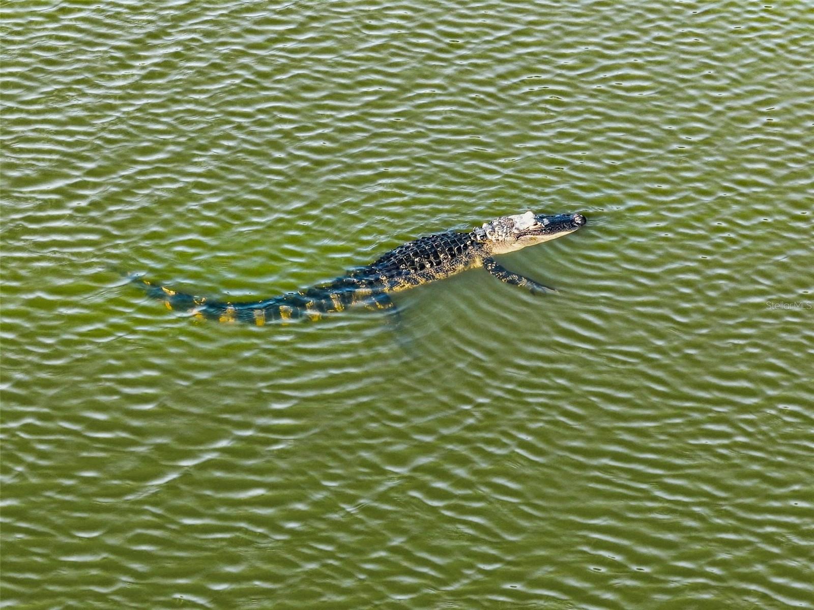 HIDDEN LAKES PH II - Residential