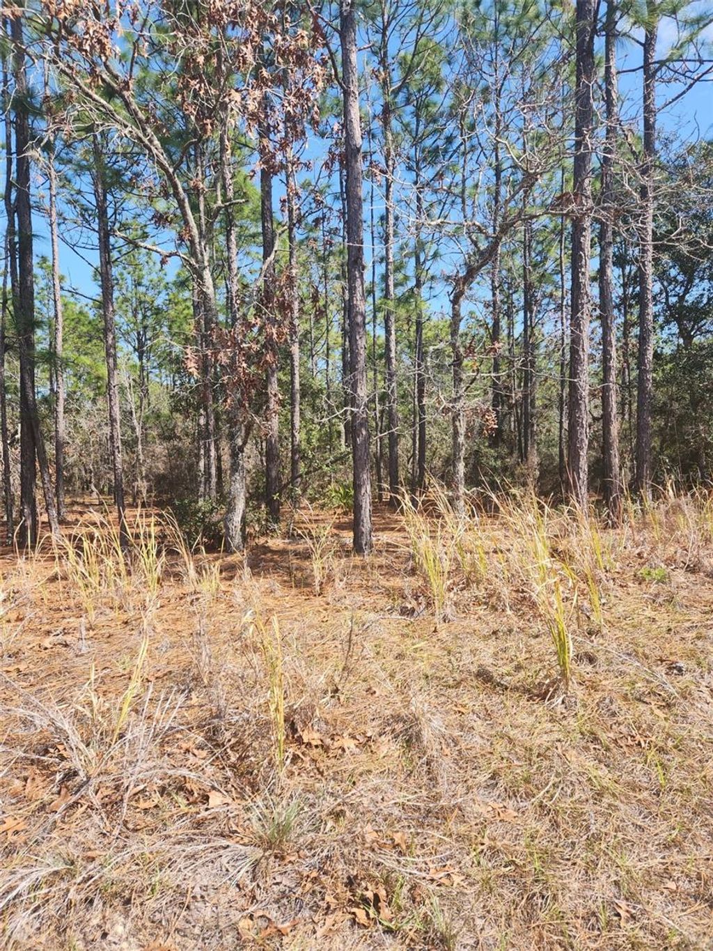 Photo of 4379 N Baywood Drive, Beverly Hills, FL 34465 (MLS # TB8457124)