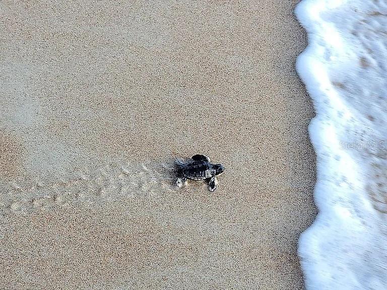 REGENCY PLAZA CONDO - Residential