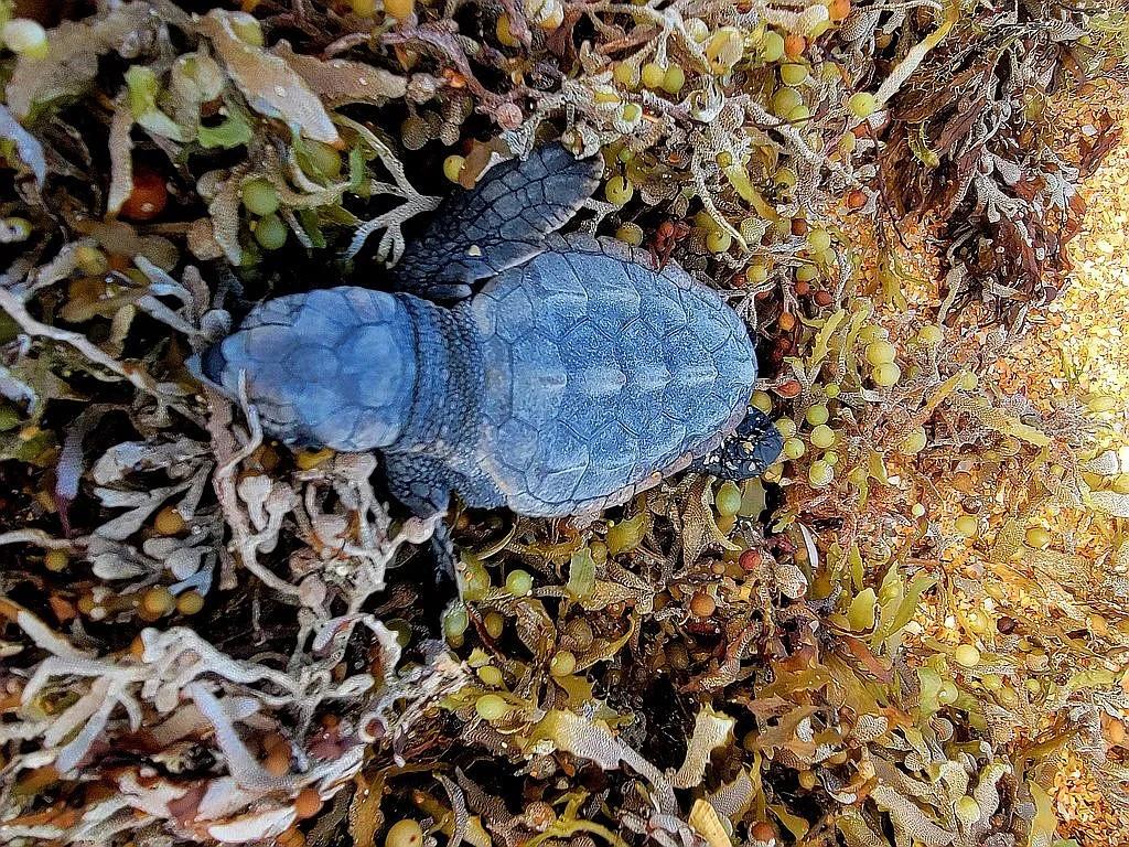 REGENCY PLAZA CONDO - Residential