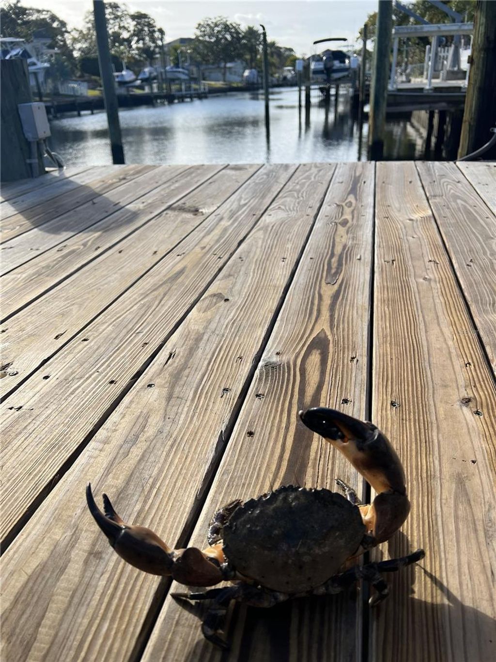 Photo of 303 Morningside Drive, Palm Harbor, FL 34683 (MLS # A4679780)