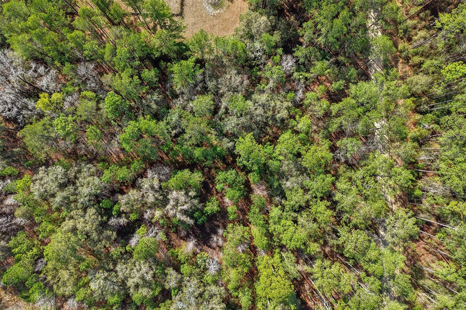 RAINBOW PARK UN 04 - Land