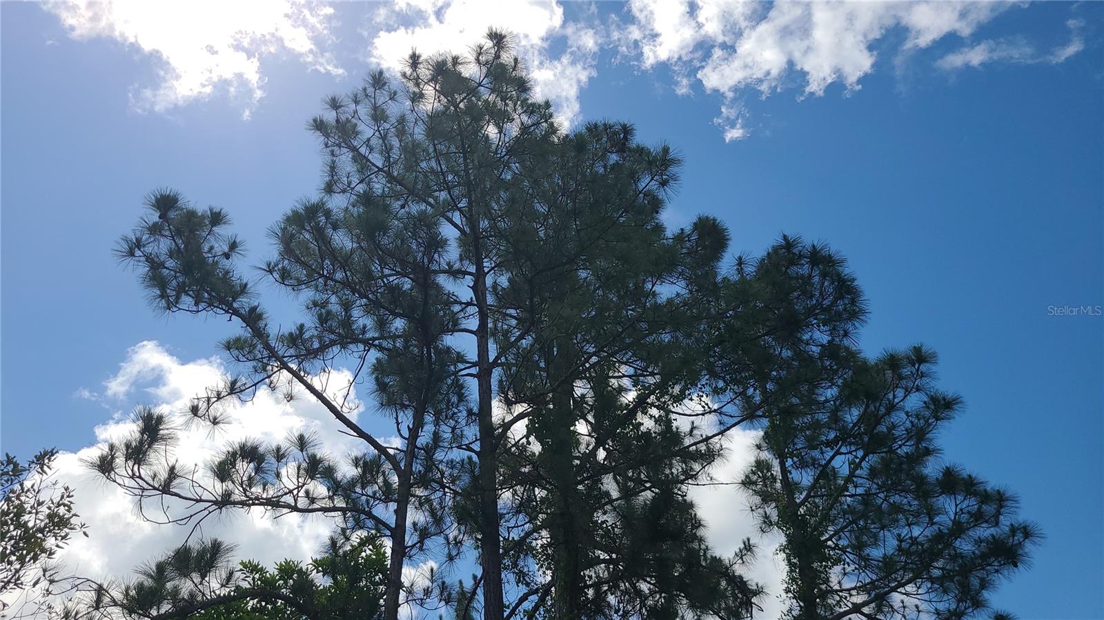 BLUE JORDAN FOREST - Land