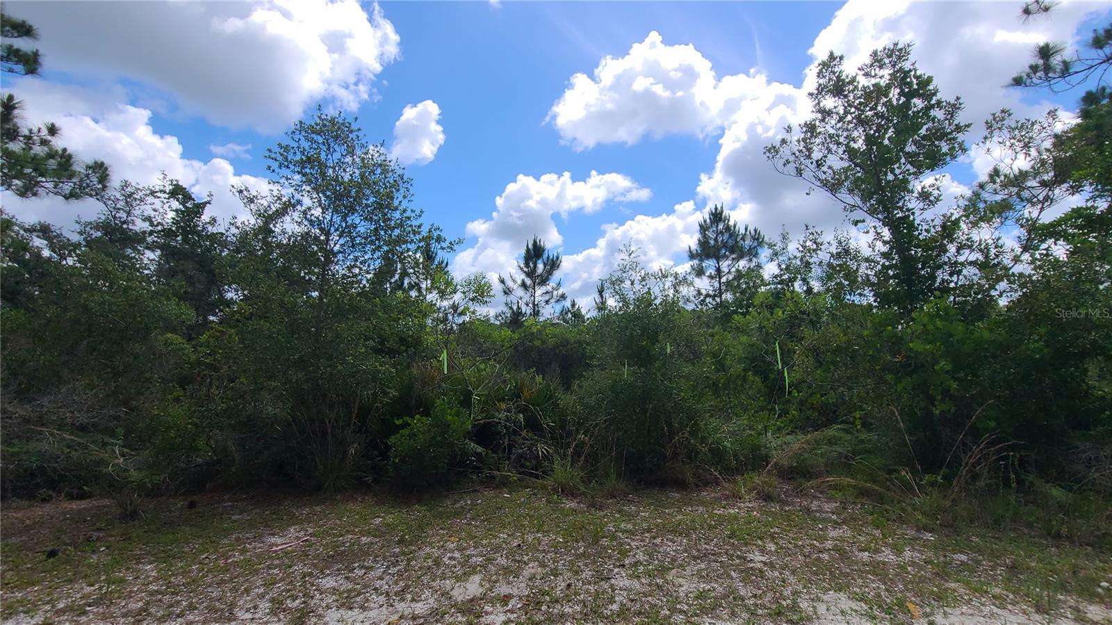 BLUE JORDAN FOREST - Land