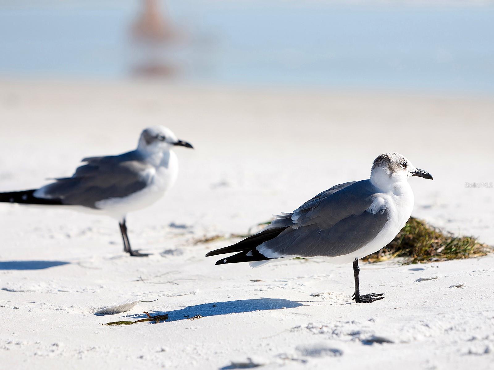 SIESTA BEACH - Residential
