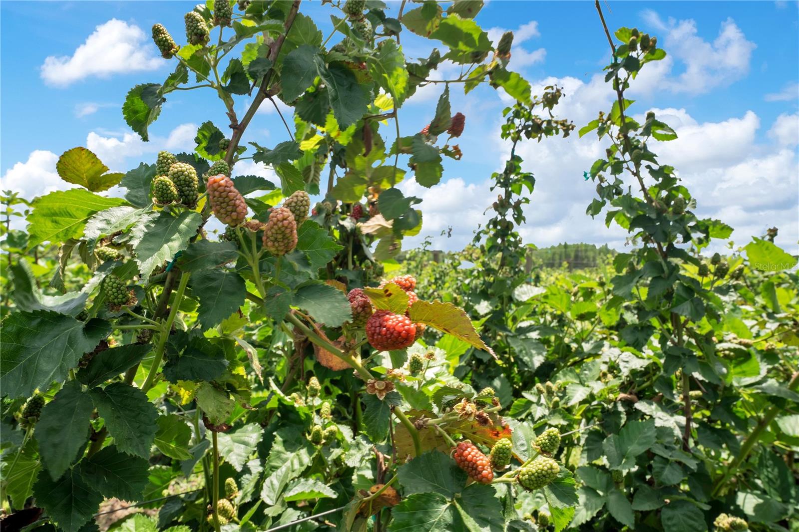 LONGLEAF NEIGHBORHOOD 02 PH 02 - Residential