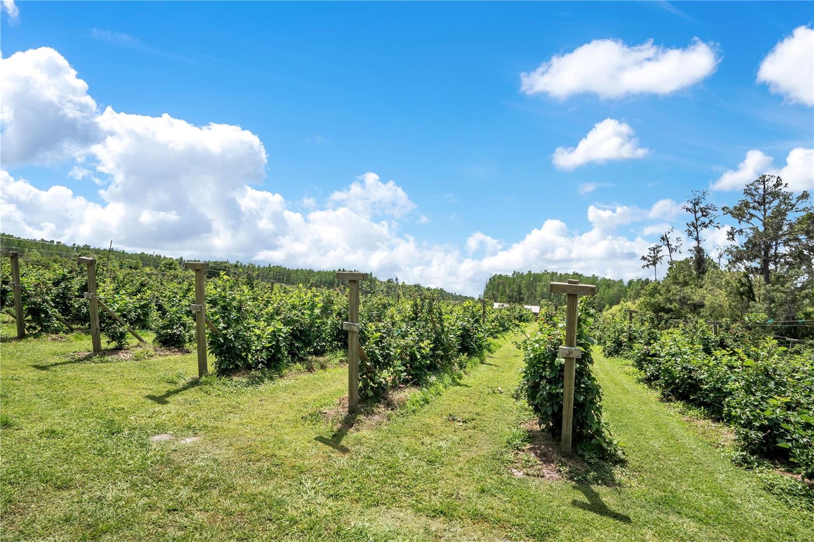 LONGLEAF NEIGHBORHOOD 02 PH 02 - Residential