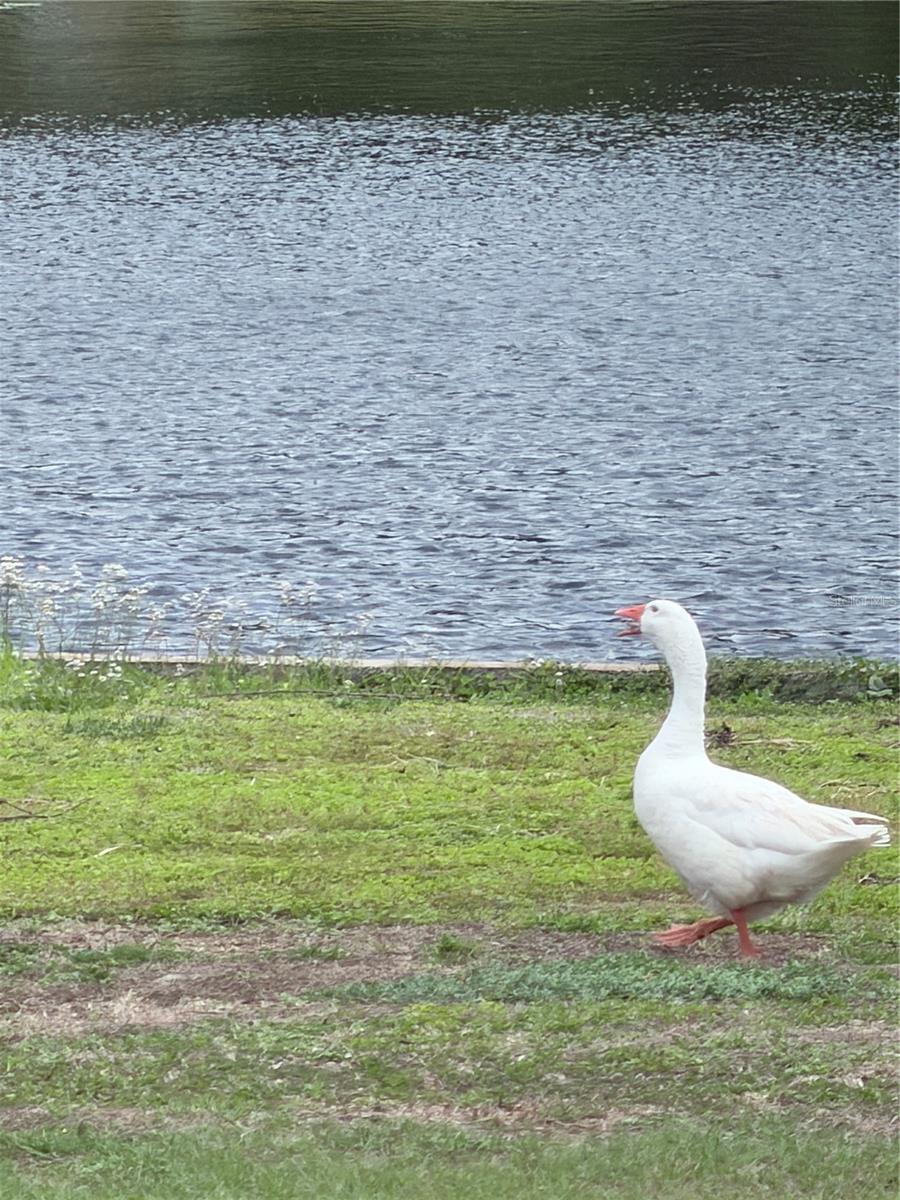 GOLFLAND OF TAMPAS NORTH SIDE - Residential
