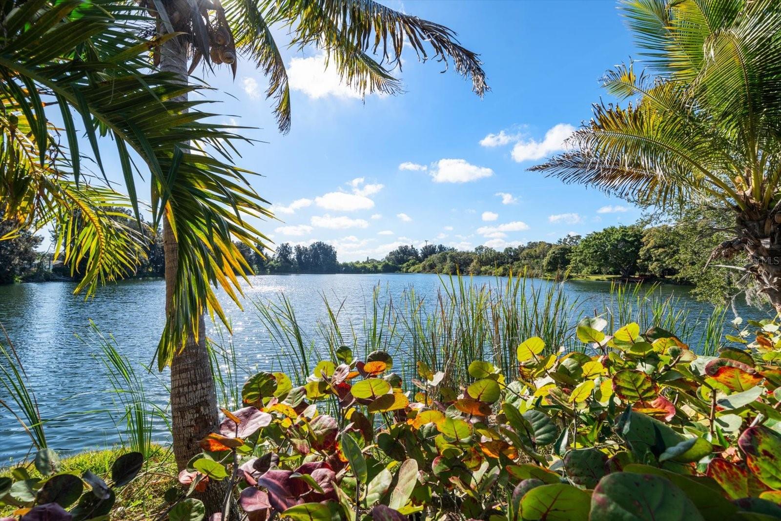 PINELLAS GROVES - Residential