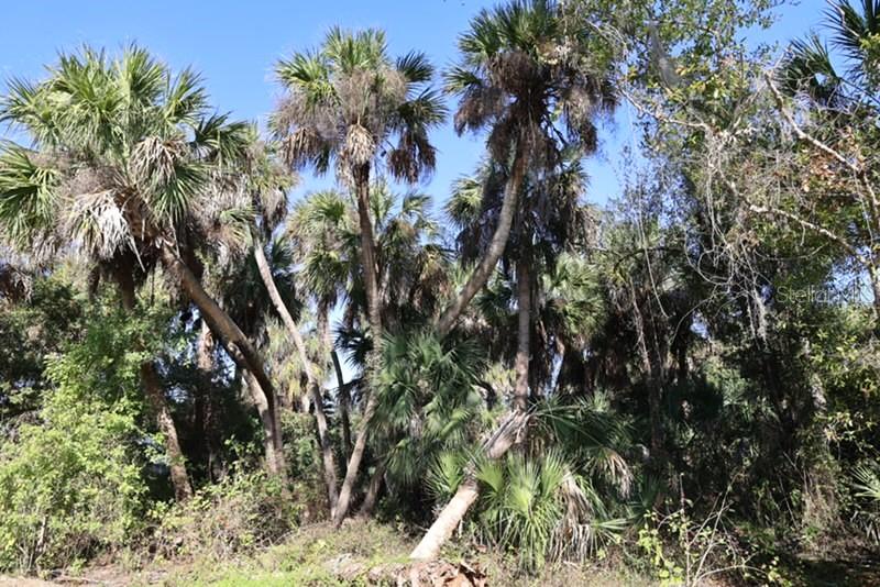 PORT CHARLOTTE 16 REP 01 - Land