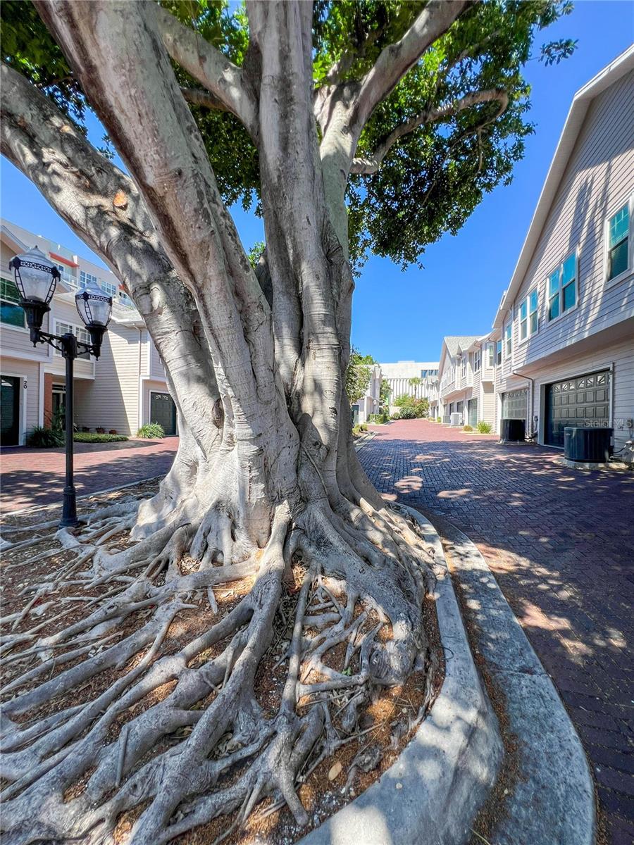 HUNTINGTON TWNHMS THE - Residential