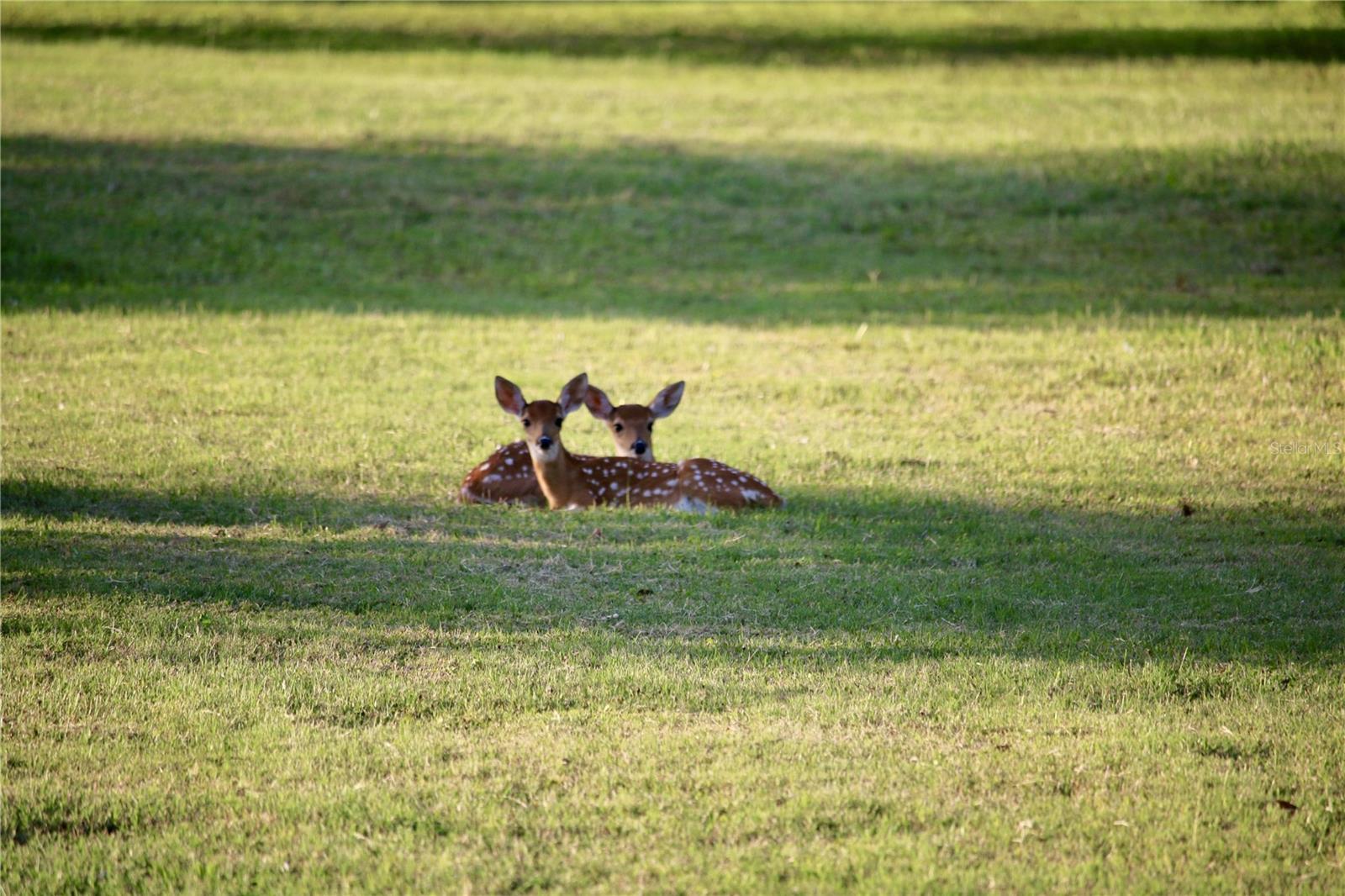 OAK FORD PH 1 - Residential