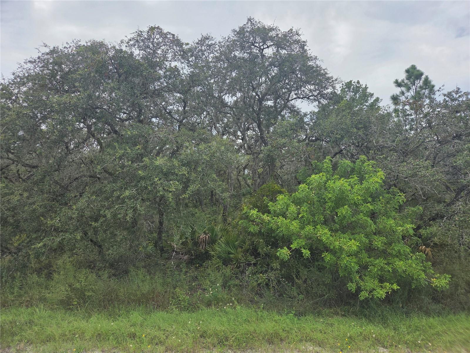 BLUE JORDAN FOREST - Land