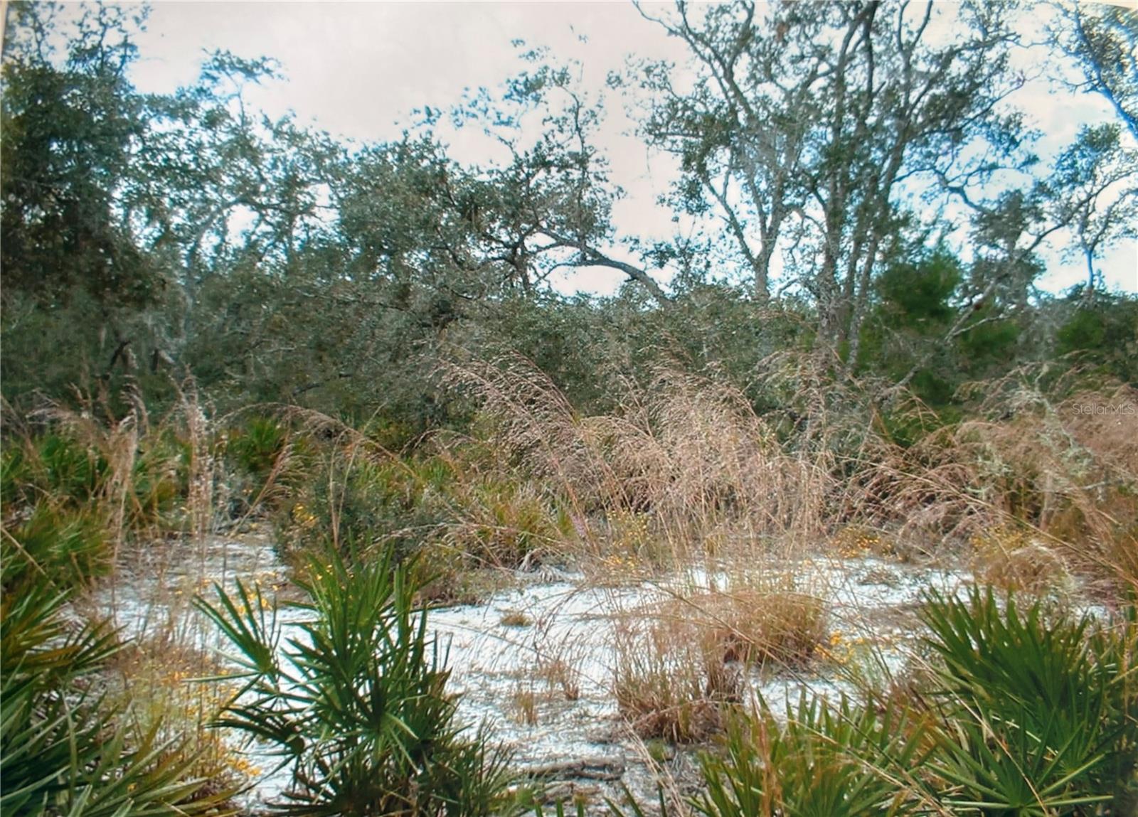 BLUE JORDAN FOREST - Land